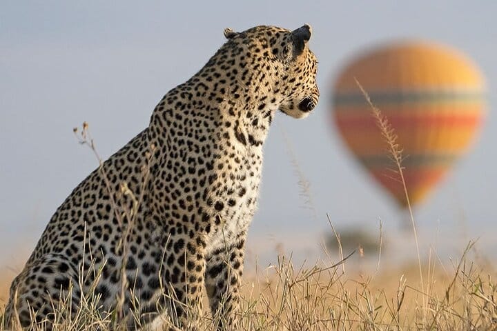 7 Days 6 Nights Maasai Mara, Lake Nakuru, Lake Naivasha and Amboseli Luxury Safari