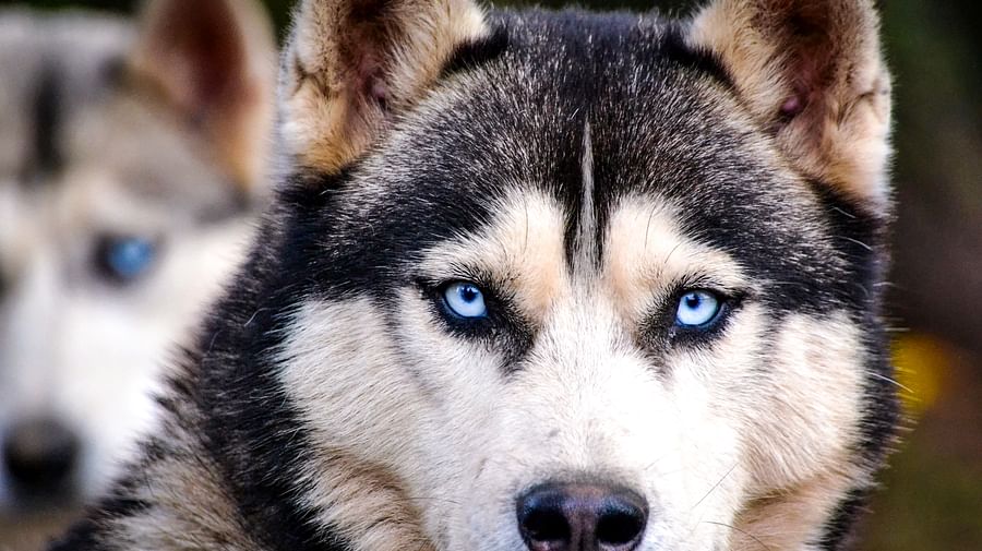 Husky Safari in Rovaniemi