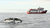 Reykjavík Whales & Horses 10