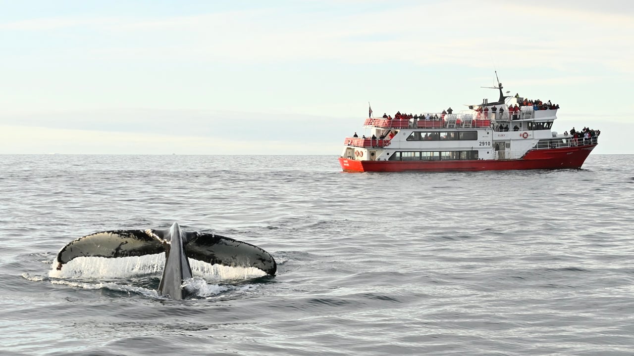 Reykjavík Whales & Horses 10