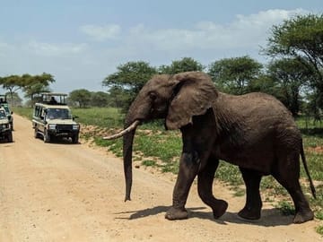 10-Day Big 5 Safari and Diani Beach Getaway in Kenya