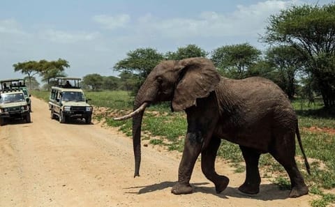 10-Day Big 5 Safari and Diani Beach Getaway in Kenya