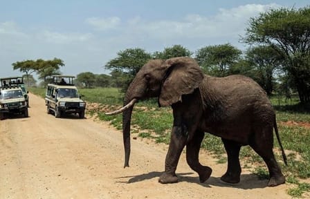 10-Day Big 5 Safari and Diani Beach Getaway in Kenya