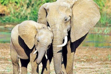 4 Days Private Luxury Ol Pejeta & Samburu Safari