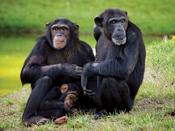 Day Tour of Ol Pejeta Conservancy and Chimpanzee Sanctuary in Kenya