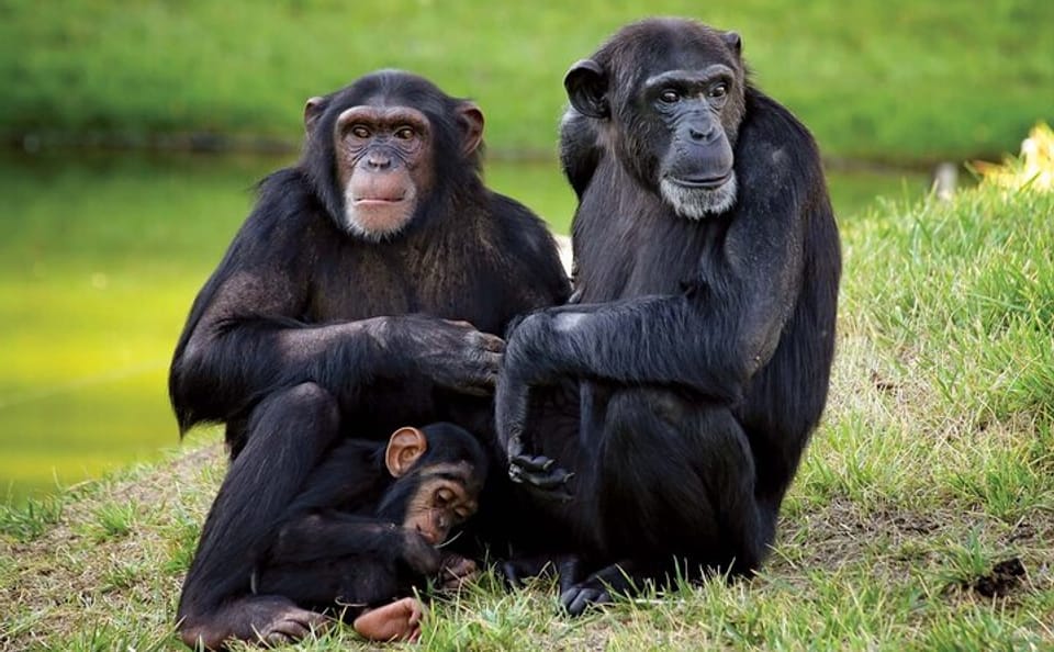 Day Tour of Ol Pejeta Conservancy and Chimpanzee Sanctuary in Kenya