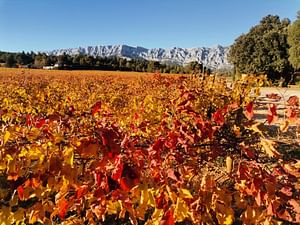 The vineyards of the Coteaux d'Aix-en-Provence and the Sainte-Victoire Mountain