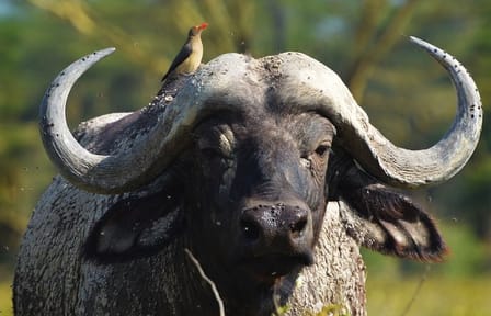 6-Day Camping Safari and Wildlife Tour in Tanzania from Arusha