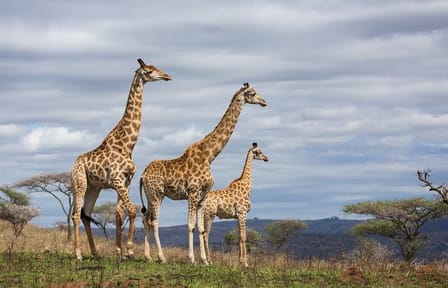 Nairobi Full Day Private Tour of Wildlife and Culture