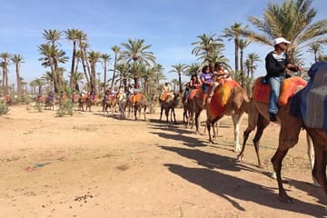Camel Ride in Marrakech Palm Grove