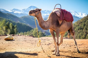 Private Tour Ourika Valley & Atlas Mountains