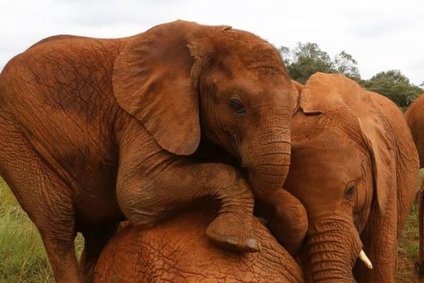 Day Tour to David Sheldrick Elephant Trust and Giraffe Center