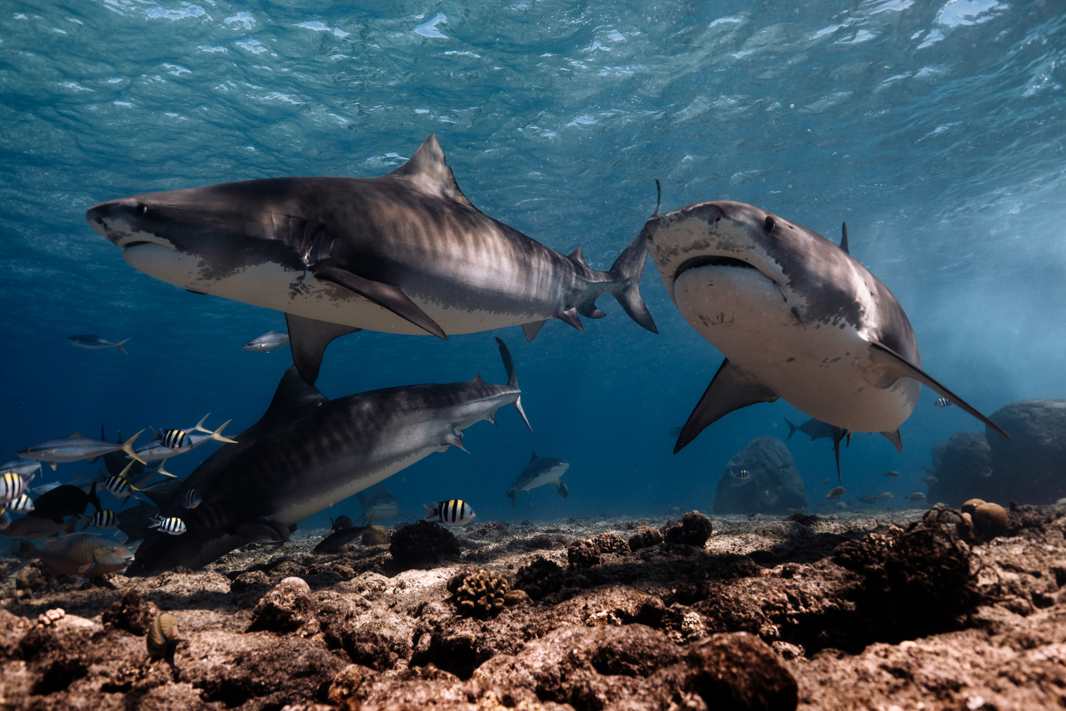 Three tiger sharks swimming over a shallow reef at Tiger Point, Fuvahmulah, during a dive with Shark Island Dive.