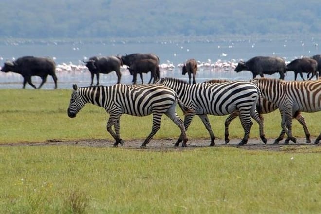 Zebra at lake Nakuru