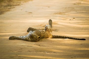 Yala National Park Safari from Tangalle