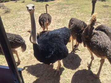 Private Big 5 Safari Experience from Cape Town with Lunch