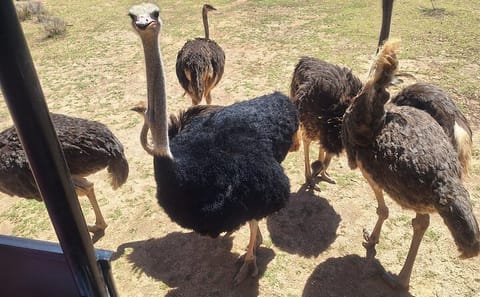 Private Big 5 Safari Experience from Cape Town with Lunch