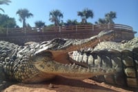 Croco Park Safari Adventure with Convenient Transfers – Agadir