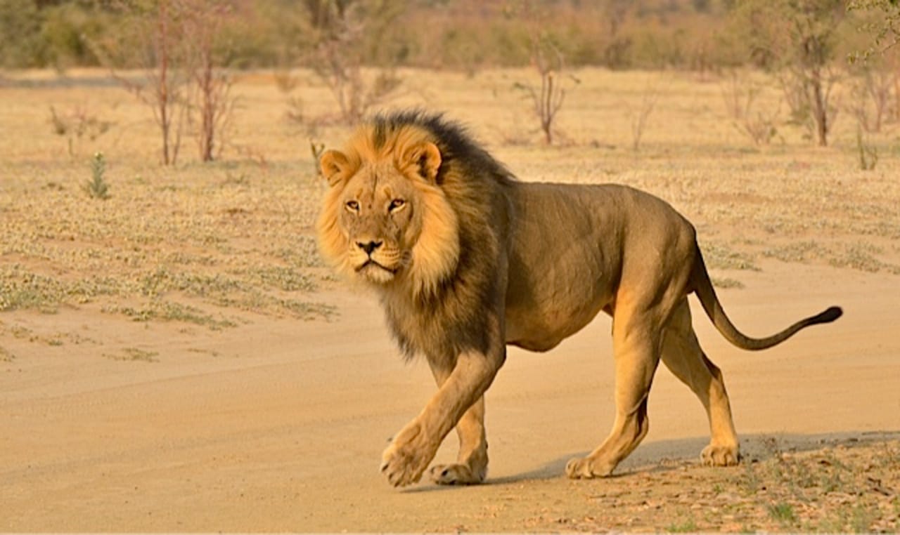 Hluhluwe Imfolozi  Safari Day Tour (7) 2