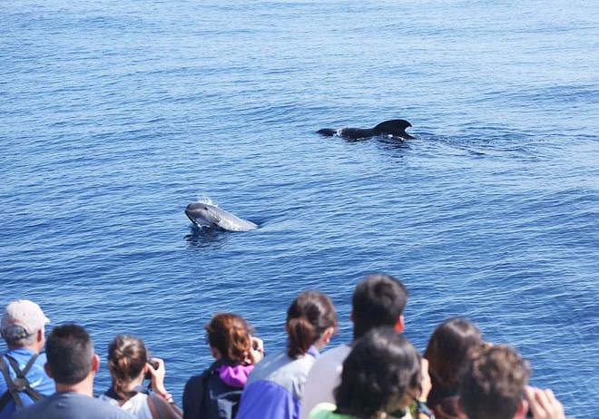 Whale and dolphin watching in the Strait of Gibraltar (departures from the Port of Tarifa)
