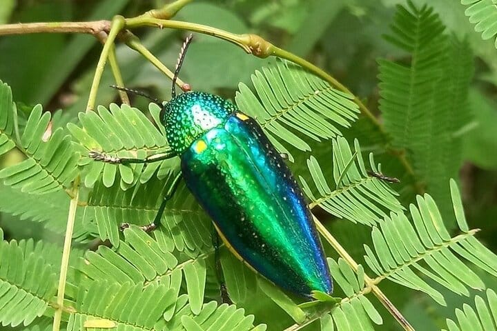 Chiang mai Suthep National Park Leisure Hiking & Mountain Biking