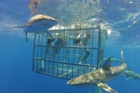 sharks at frighteningly close range