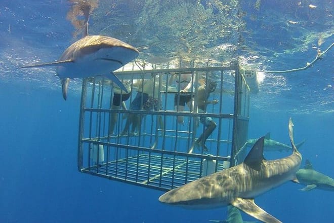 sharks at frighteningly close range