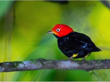 Bird Watching Adventure in Drake Bay, Costa Rica