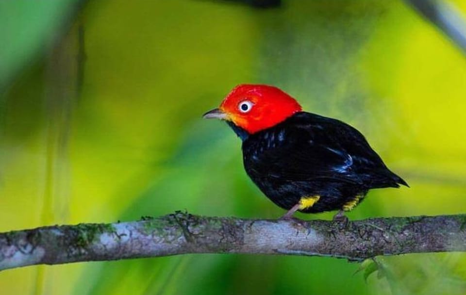 Bird Watching Adventure in Drake Bay, Costa Rica