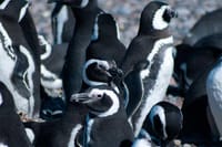 Penguin Colony