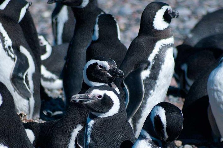 Boat Trip to Magellanic Penguin Colony in Ushuaia's Beagle Channel