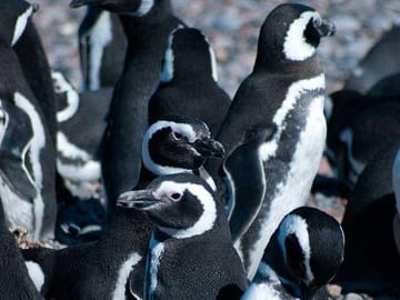 Penguin Colony
