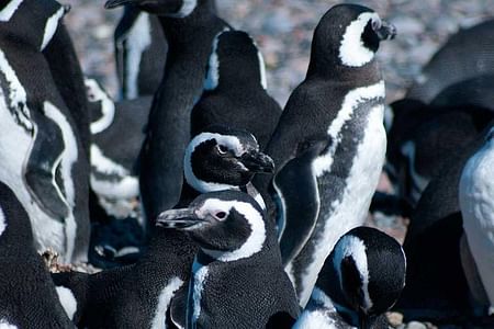 Boat Trip to Magellanic Penguin Colony in Ushuaia’s Beagle Channel