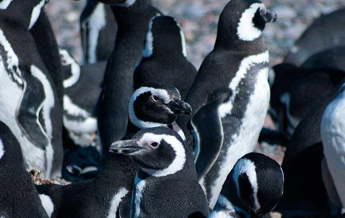 Martillo Island: Boat Trip to the Penguin Colony & Beagle Channel