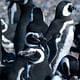 Penguin Colony