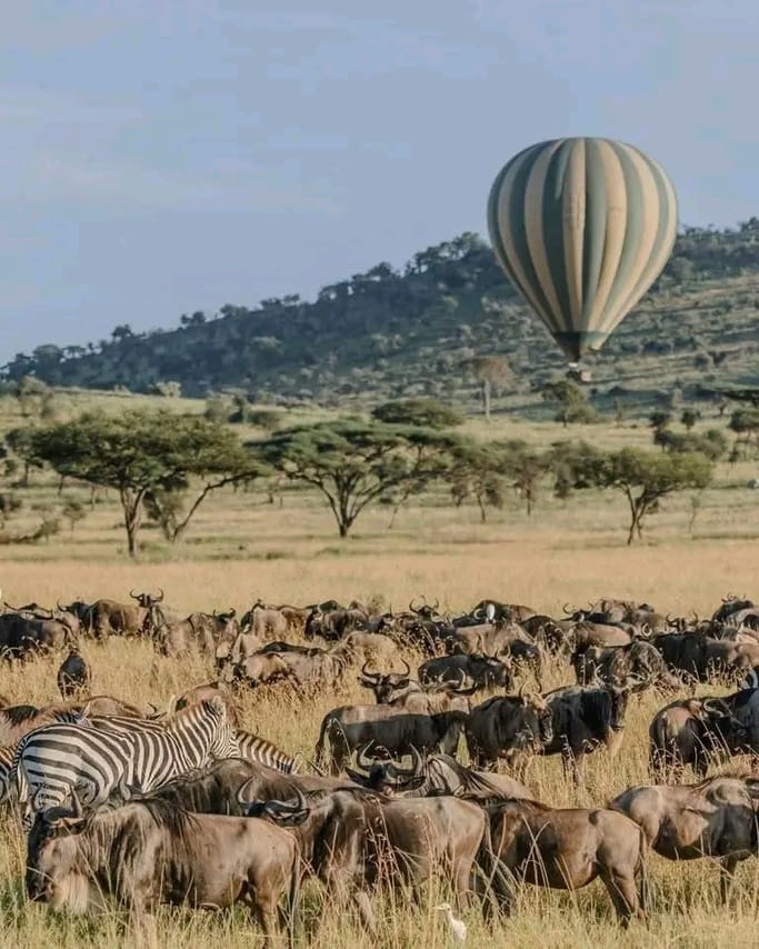 4-Day Tanzania Group Safari Tarangire, Serengeti & Ngorongoro Crater – The Ultimate Shared Safari Adventure 8