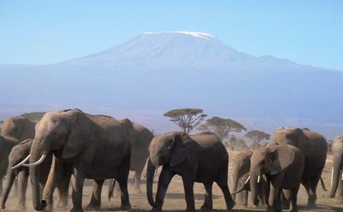 2-Day Safari in Amboseli National Park, Kenya
