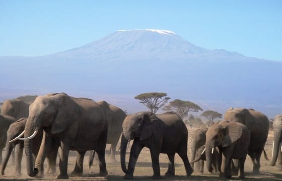 2 Days Amboseli National Park Safari Experience