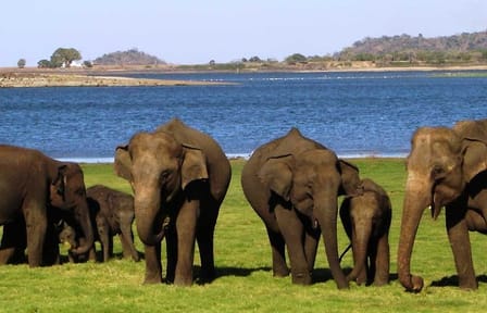 Sigiriya & Minneriya Safari Tour from Dambulla