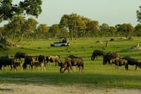 Hwange National Park Game Drive Safari