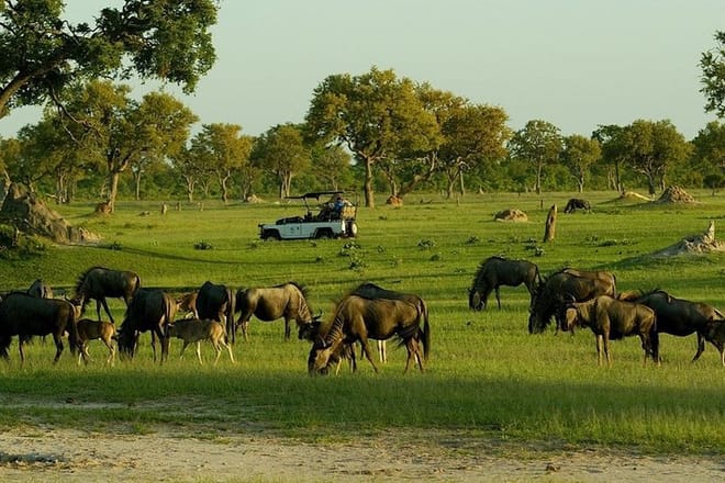 Hwange National Park Game Drive Safari