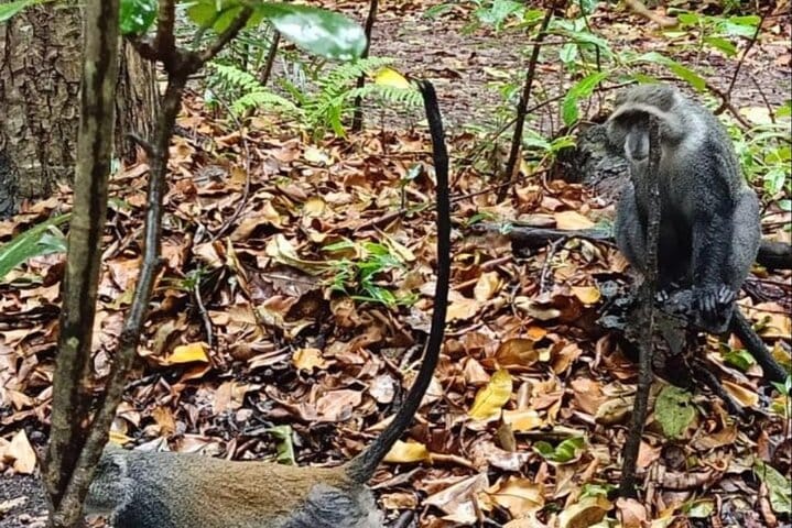 Jozani Forest Tour and Lunch at Rock Restaurant in Zanzibar