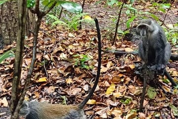 Jozani Forest Tour and Lunch at The Rock Restaurant
