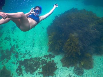 Snorkeler and stingray at Clovelly