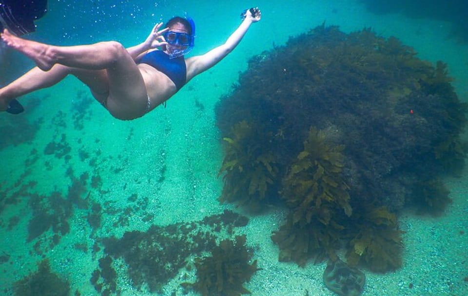 Snorkeling Adventure in Sydney's Bronte to Coogee Marine Reserve