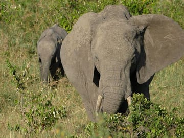 5 days wildebeest migration aberdares Nakuru Masai Mara Safari