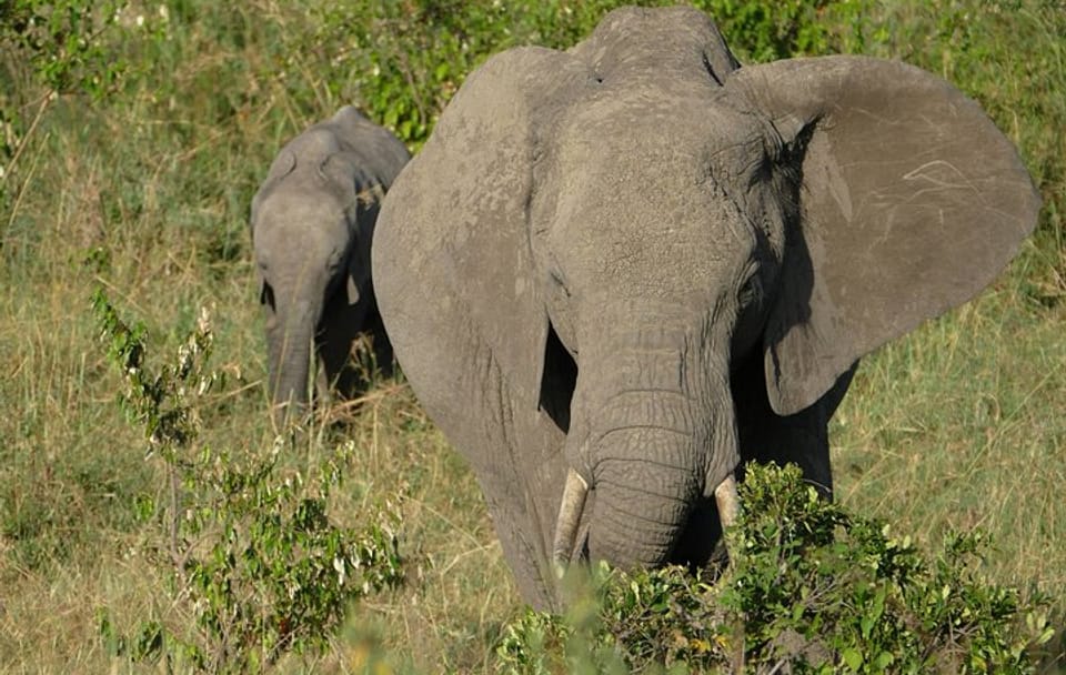 5 days wildebeest migration aberdares Nakuru Masai Mara Safari