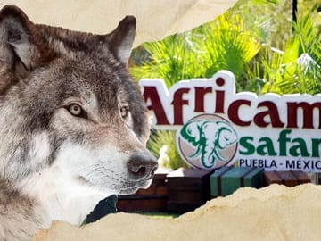 Wildlife Safari Tour from Puebla to Africam Safari