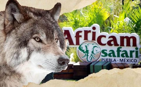 Wildlife Safari Tour from Puebla to Africam Safari