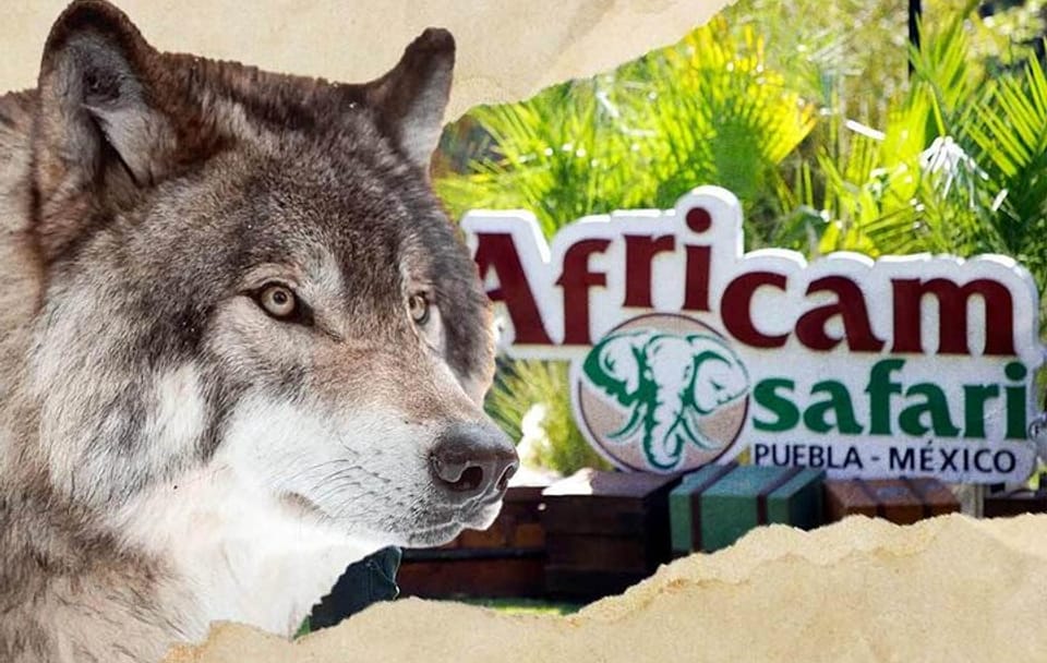 Africam Safari Tour from Puebla